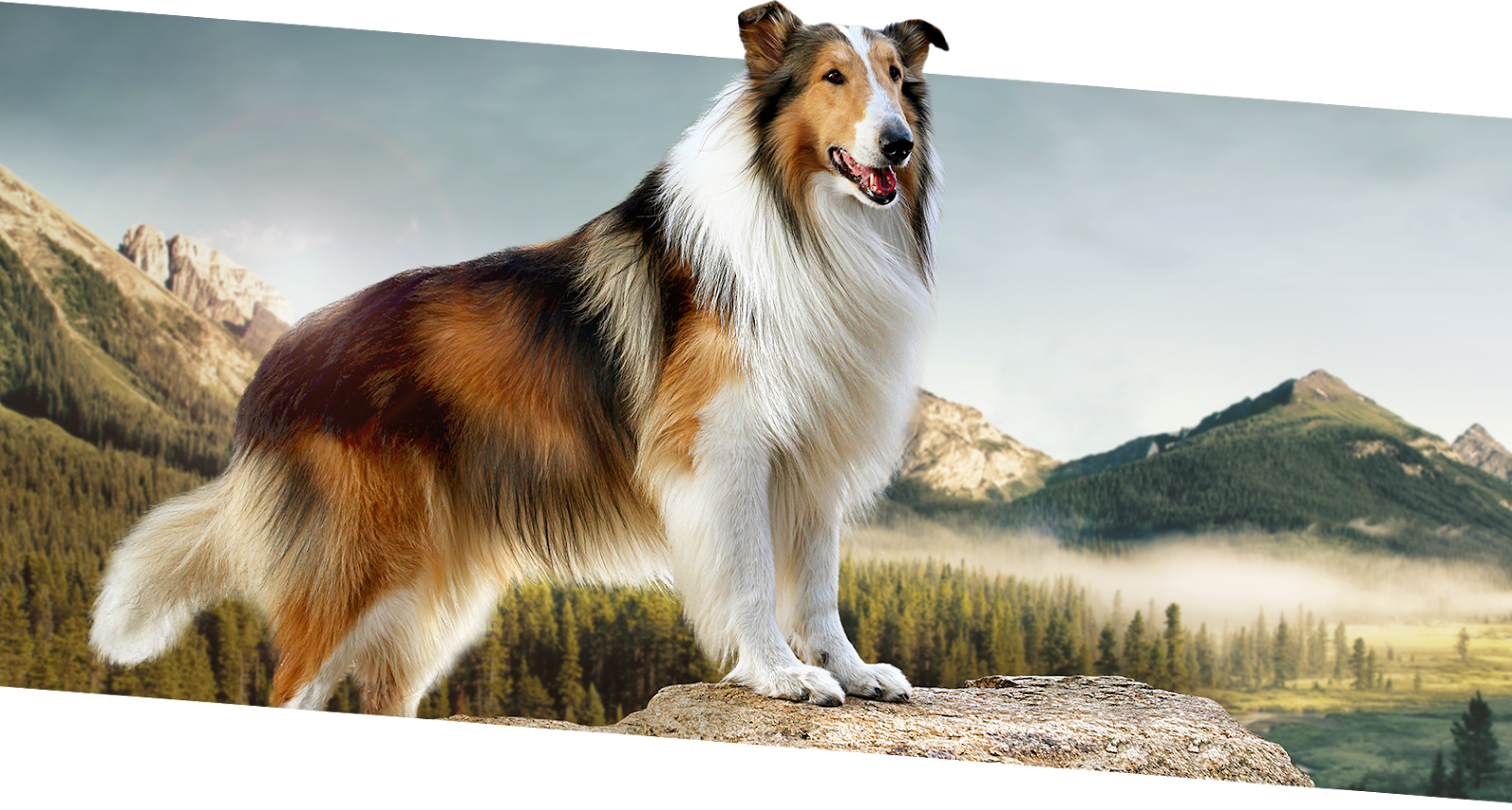 Lassie el perro más famoso del mundo regresa a las pantallas