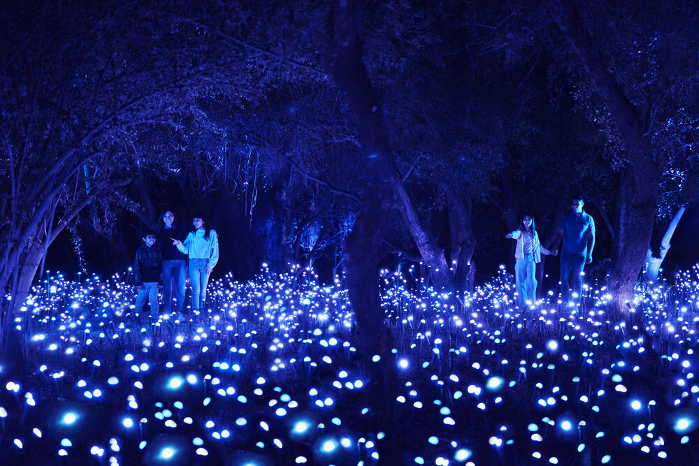 LIGHT CYCLES llega a CDMX, una experiencia multisensorial