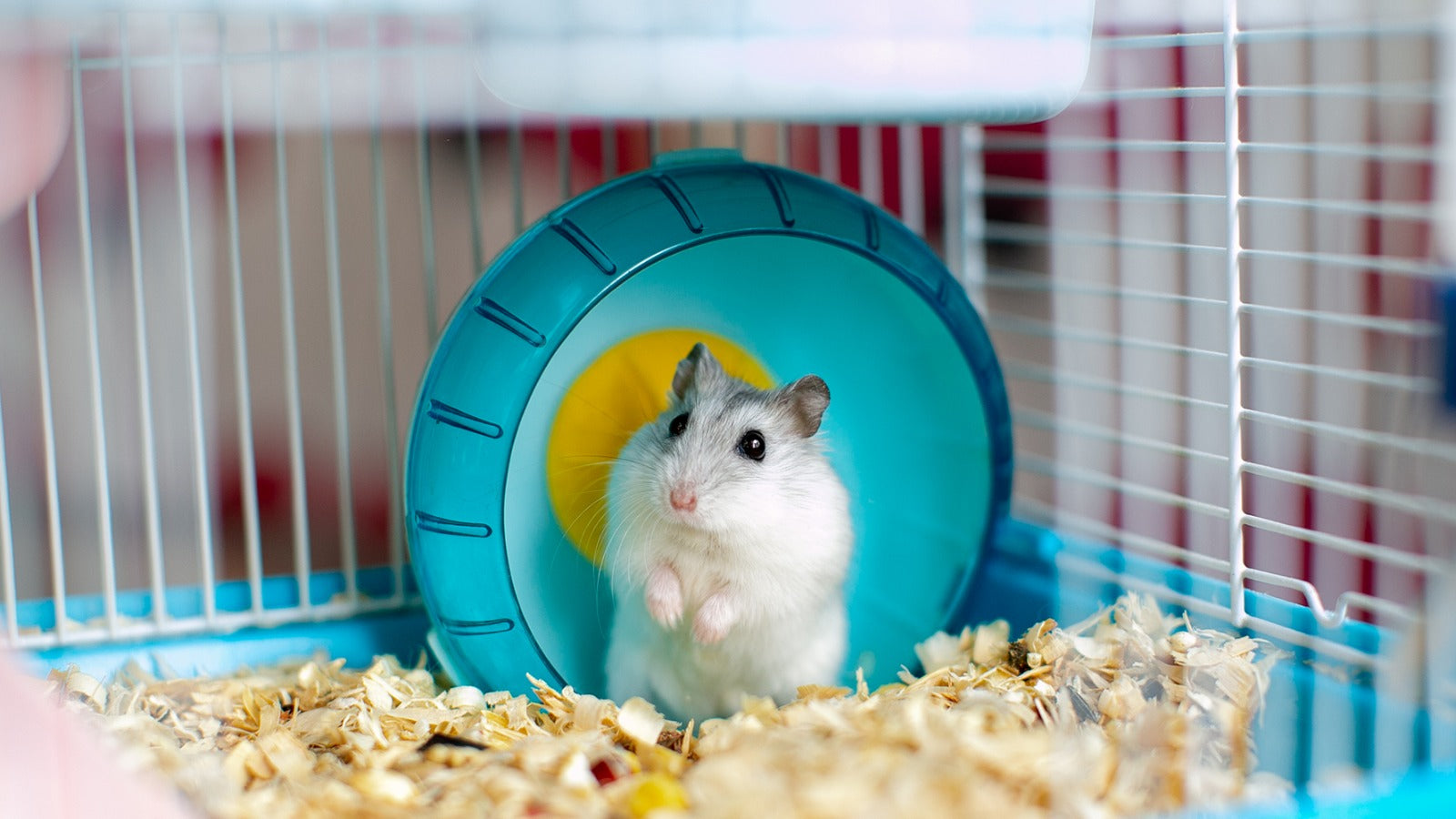 Tener una mascota en México puede costar hasta $30 mil pesos al año