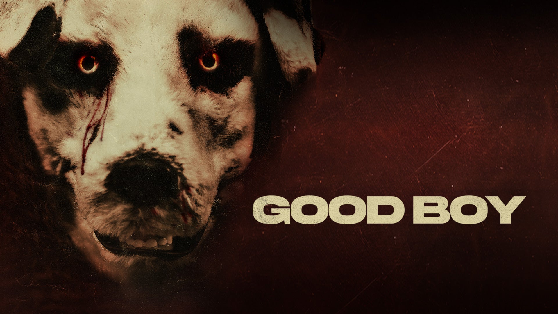 Reseña de la película: Good Boy