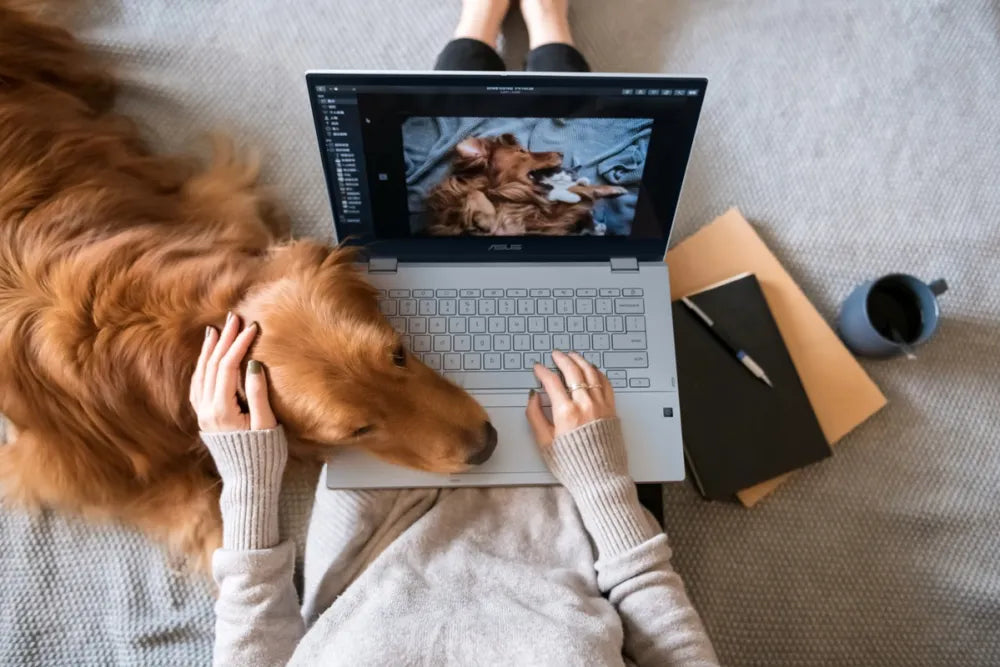 ASUS Chromebook CX34 El regalo del Día del Niño que equilibra diversión, aprendizaje y seguridad digital