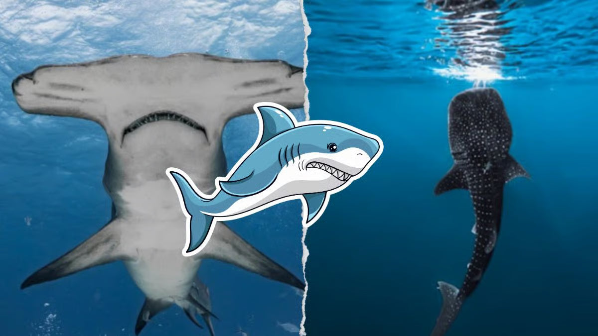 ¡Tiburones: Los reyes del mar! Abre sus puertas durante estas vacaciones...!!!