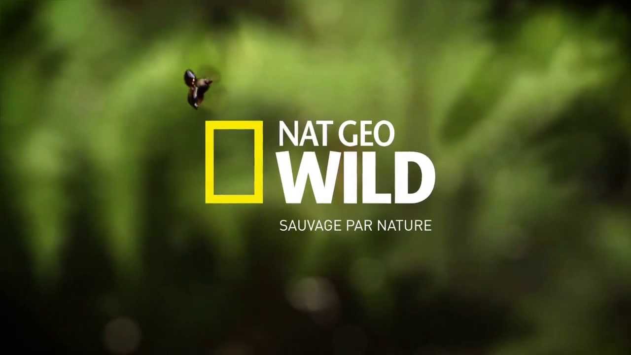 NAT GEO WILD, UN NUEVO BLOQUE DE PROGRAMACIÓN DIARIO LLEGÓ A NATIONAL GEOGRAPHIC