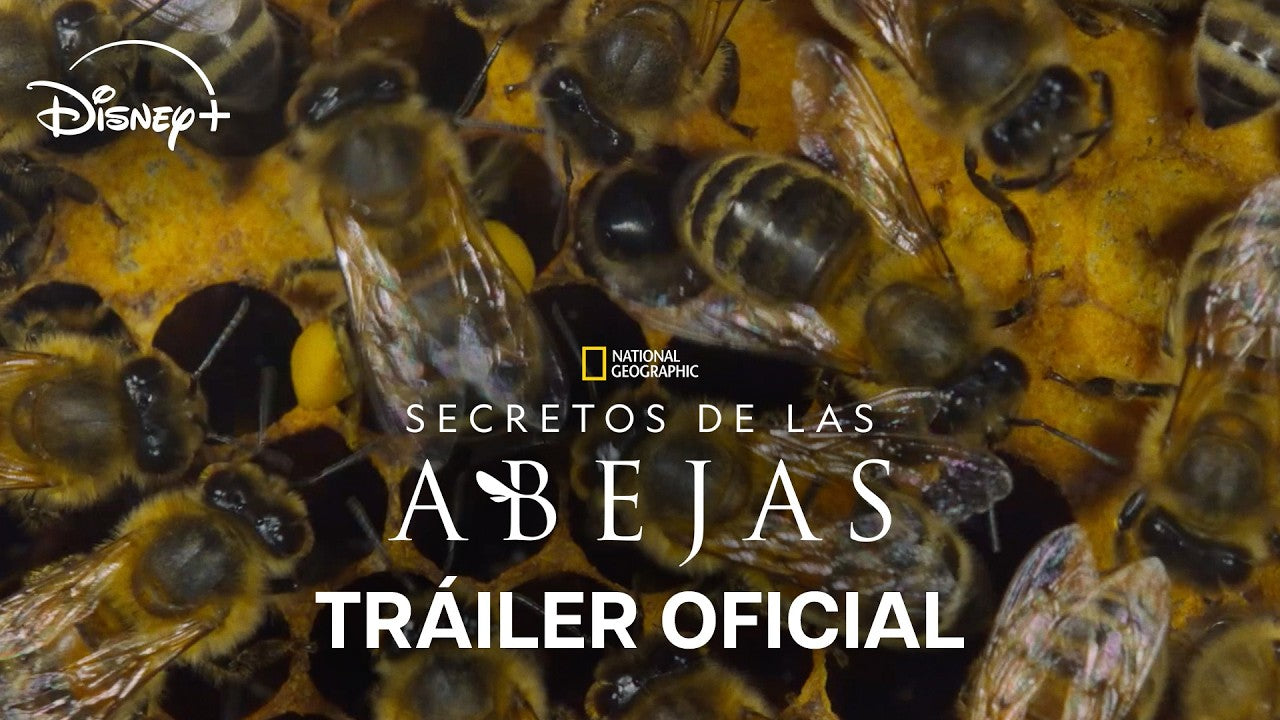 DISNEY+ PRESENTA EL TRÁILER DE SECRETOS DE LAS ABEJAS, LA SERIE DE NATIONAL GEOGRAPHIC QUE ESTRENA EL 1° DE ABRIL