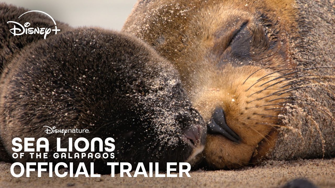 LA PELÍCULA DE DISNEYNATURE LEONES MARINOS DE LAS GALÁPAGOS ESTRENA EL DÍA DE LA TIERRA EN DISNEY+