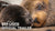 LA PELÍCULA DE DISNEYNATURE LEONES MARINOS DE LAS GALÁPAGOS ESTRENA EL DÍA DE LA TIERRA EN DISNEY+